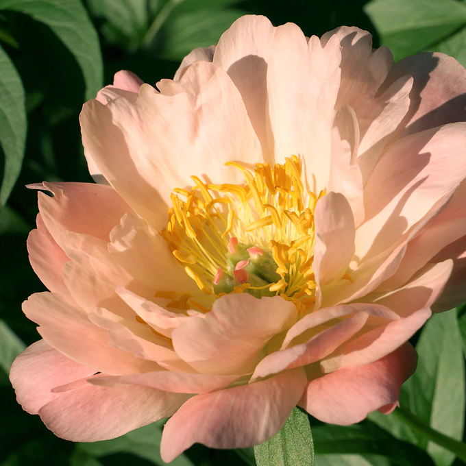 King's Day Peony