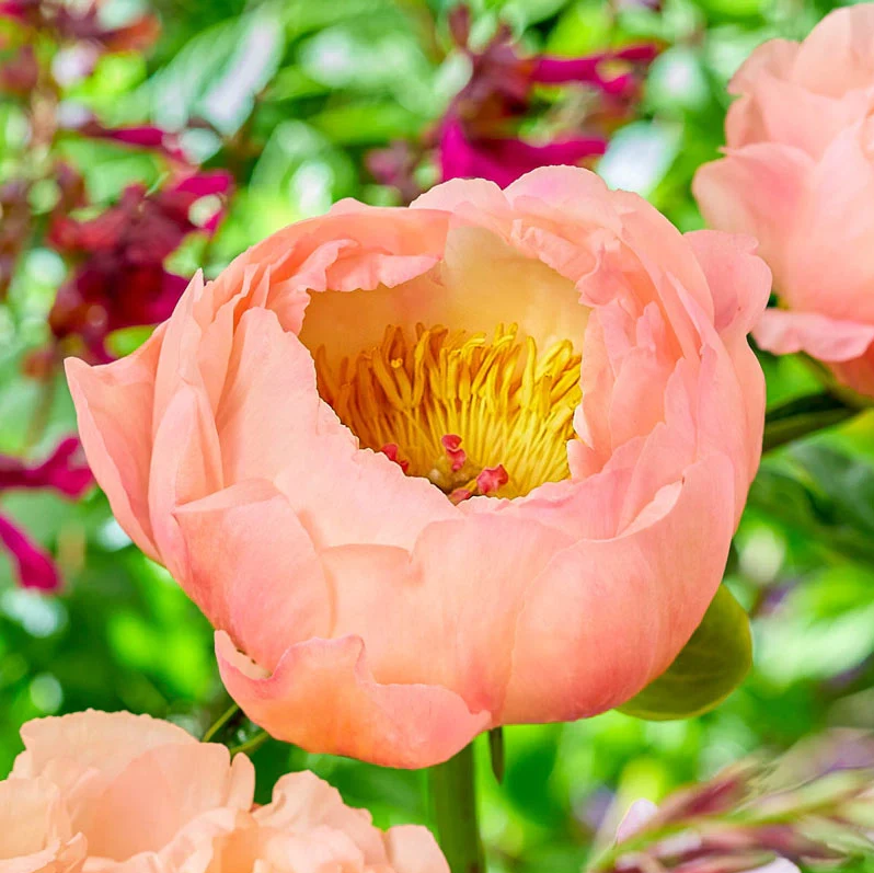 King's Day Peony