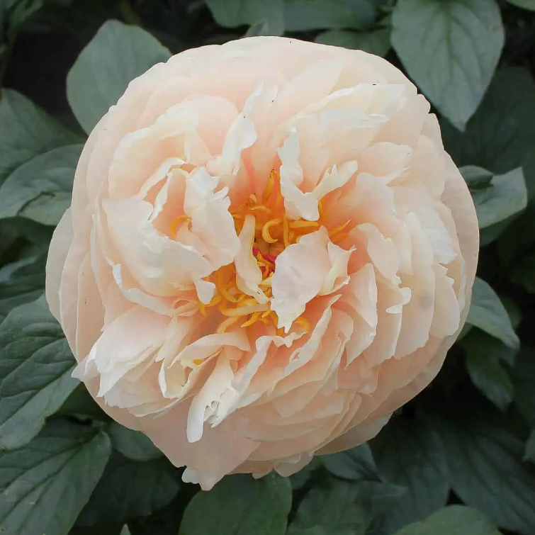 King's Day Peony