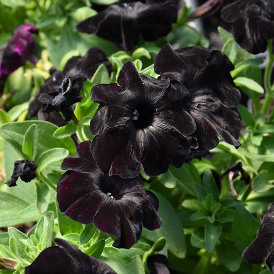 Black Magic Slingshot™ Petunia