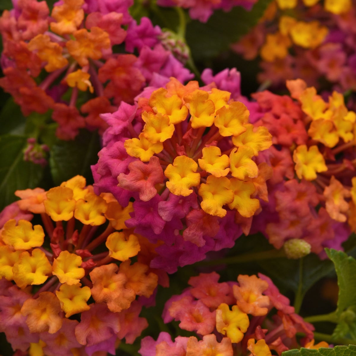 Hummingbird Magnet Basket