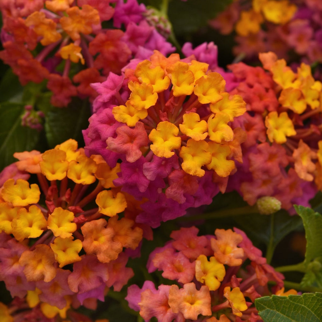 Kansas Sunset Hanging Basket