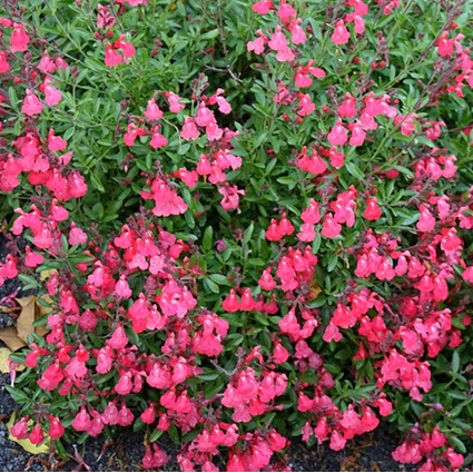 Lipstick Autumn Sage