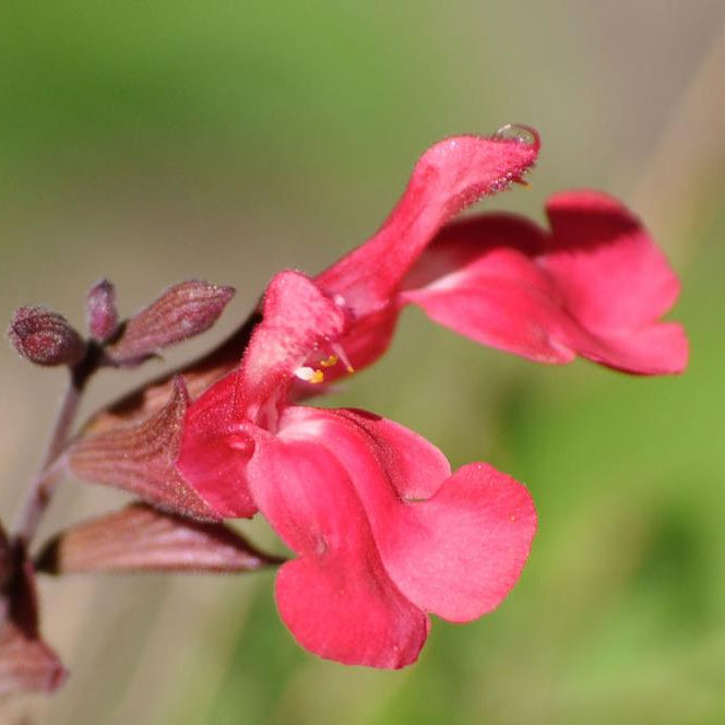 Lipstick Autumn Sage