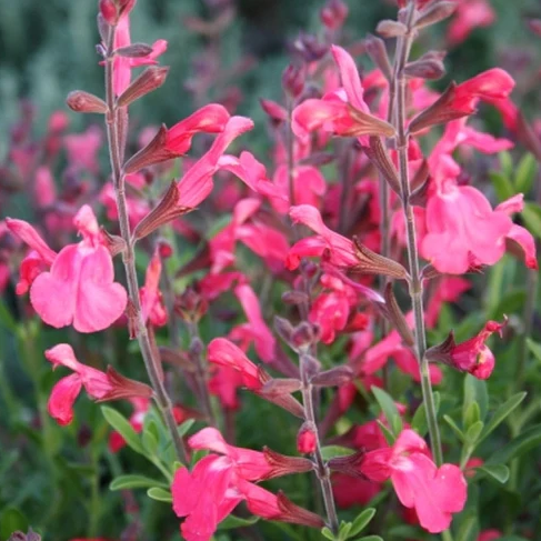 Lipstick Autumn Sage