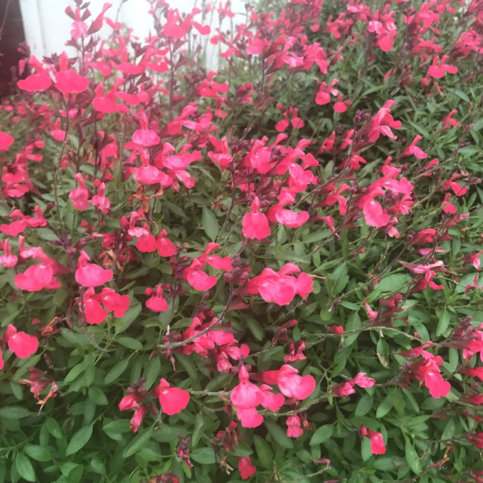 Lipstick Autumn Sage