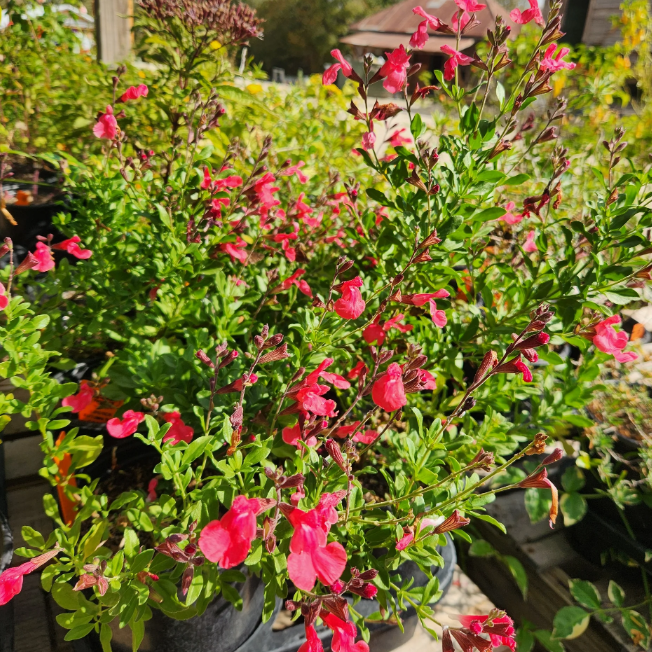 Lipstick Autumn Sage