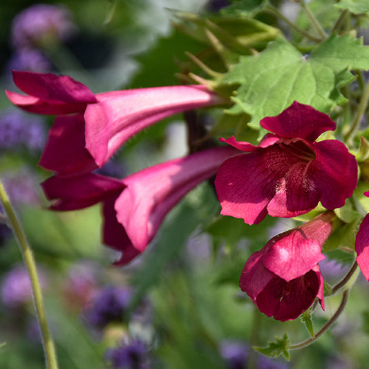 Lofos Wine Red Basket
