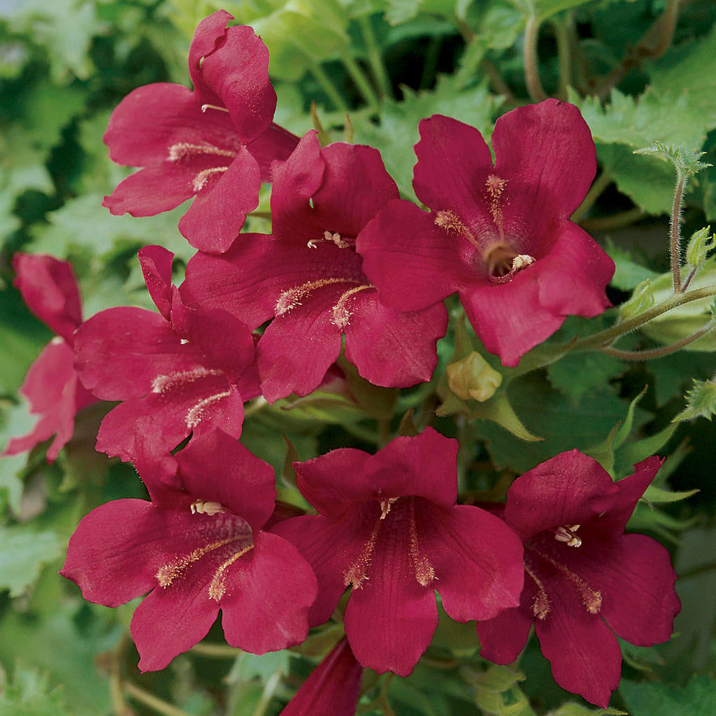 Lofos Wine Red Basket