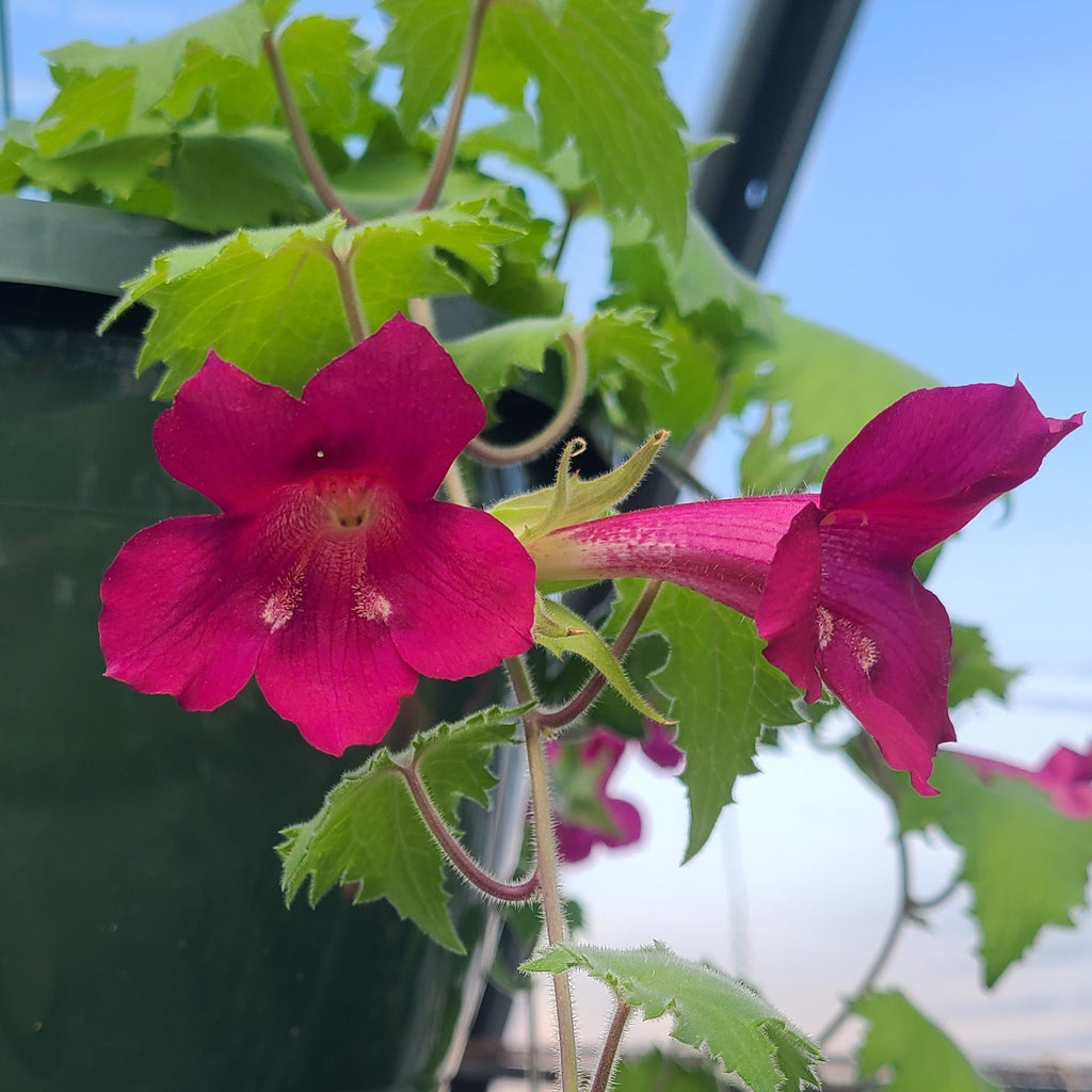 Lofos Wine Red Basket