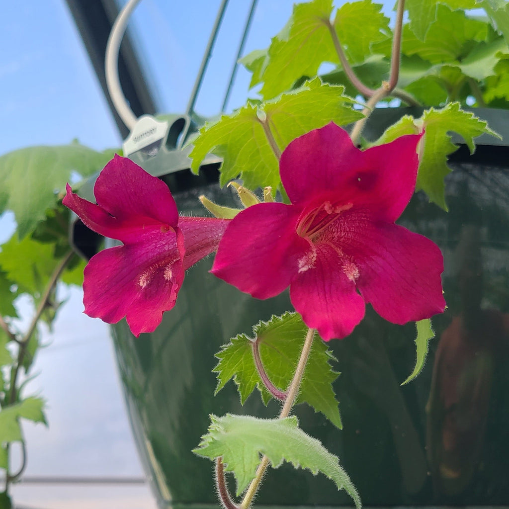 Lofos Wine Red Basket