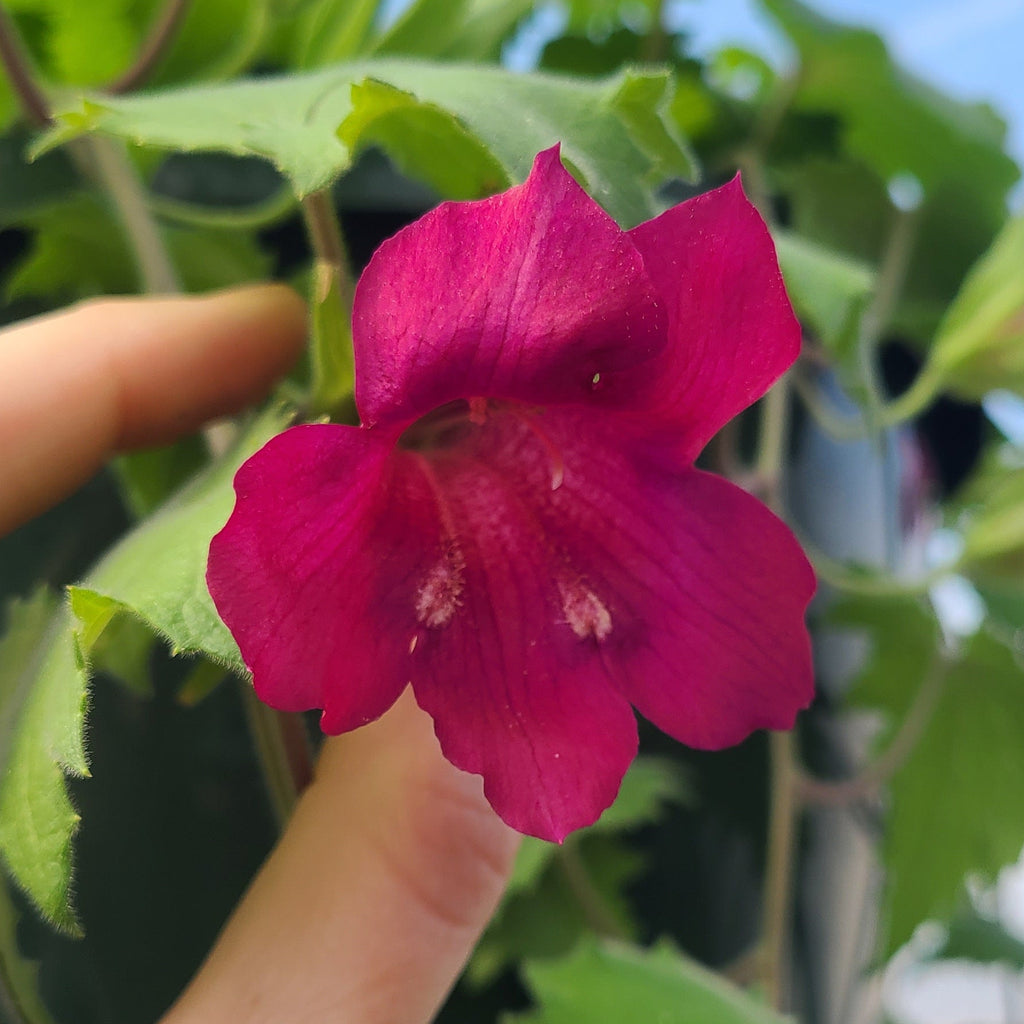 Lofos Wine Red Basket
