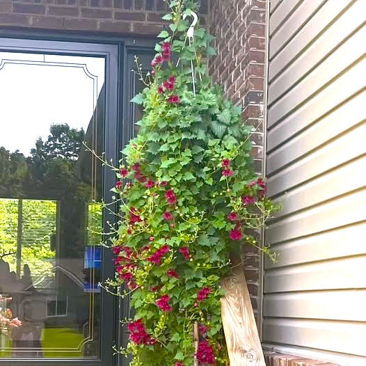 Lofos Wine Red Basket