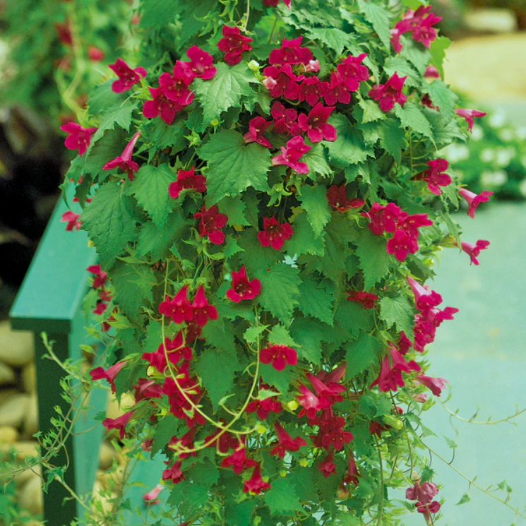 Lofos Wine Red Basket