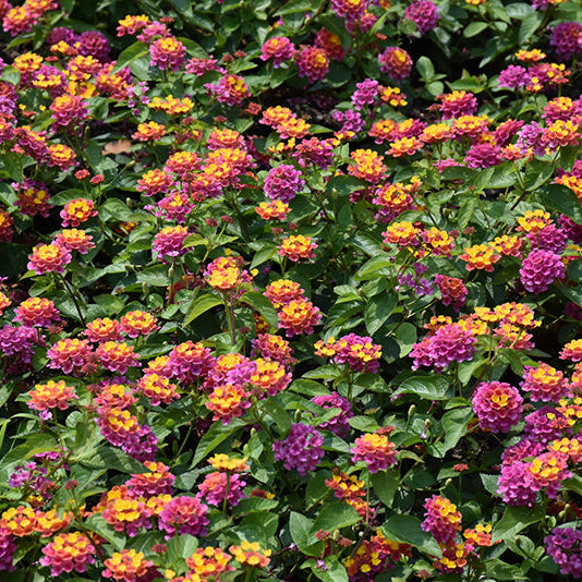 Lucky™ Sunrise Rose Lantana