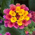 Lucky™ Sunrise Rose Lantana