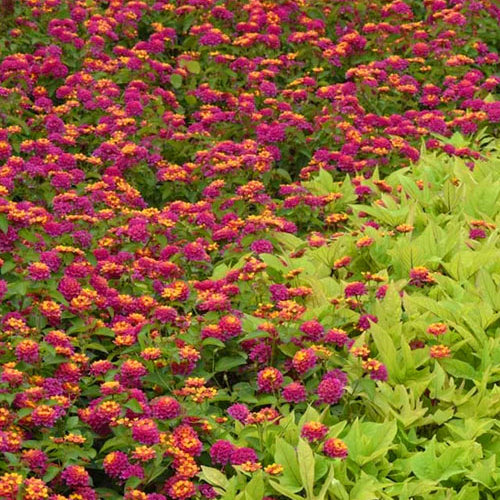 Lucky™ Sunrise Rose Lantana