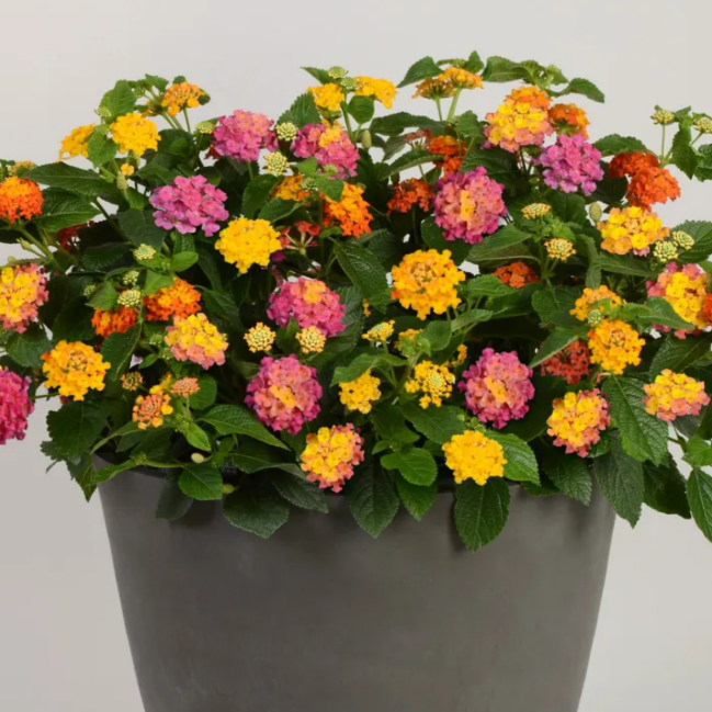 Lucky™ Sunrise Rose Lantana
