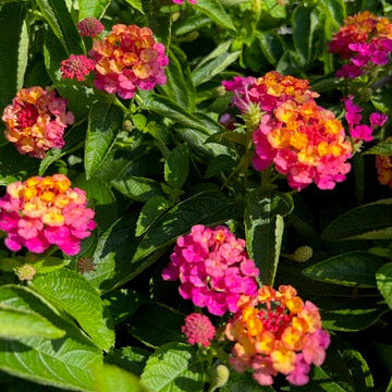 Lucky™ Sunrise Rose Lantana