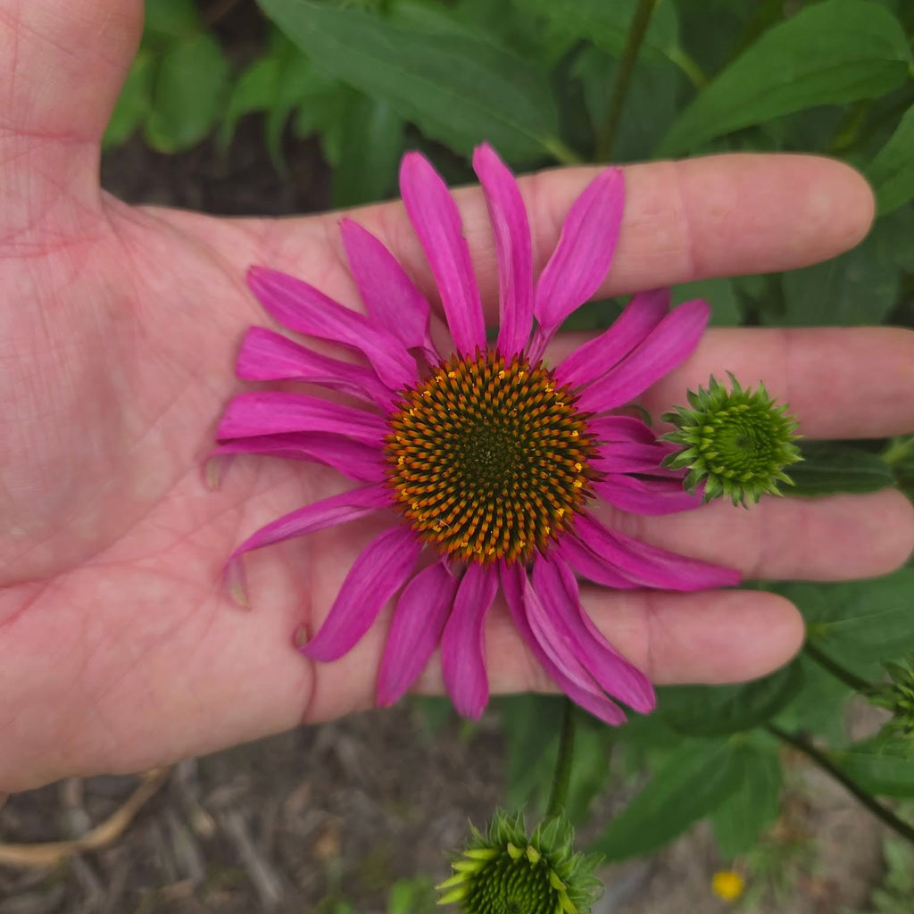 Magnus Purple Coneflower