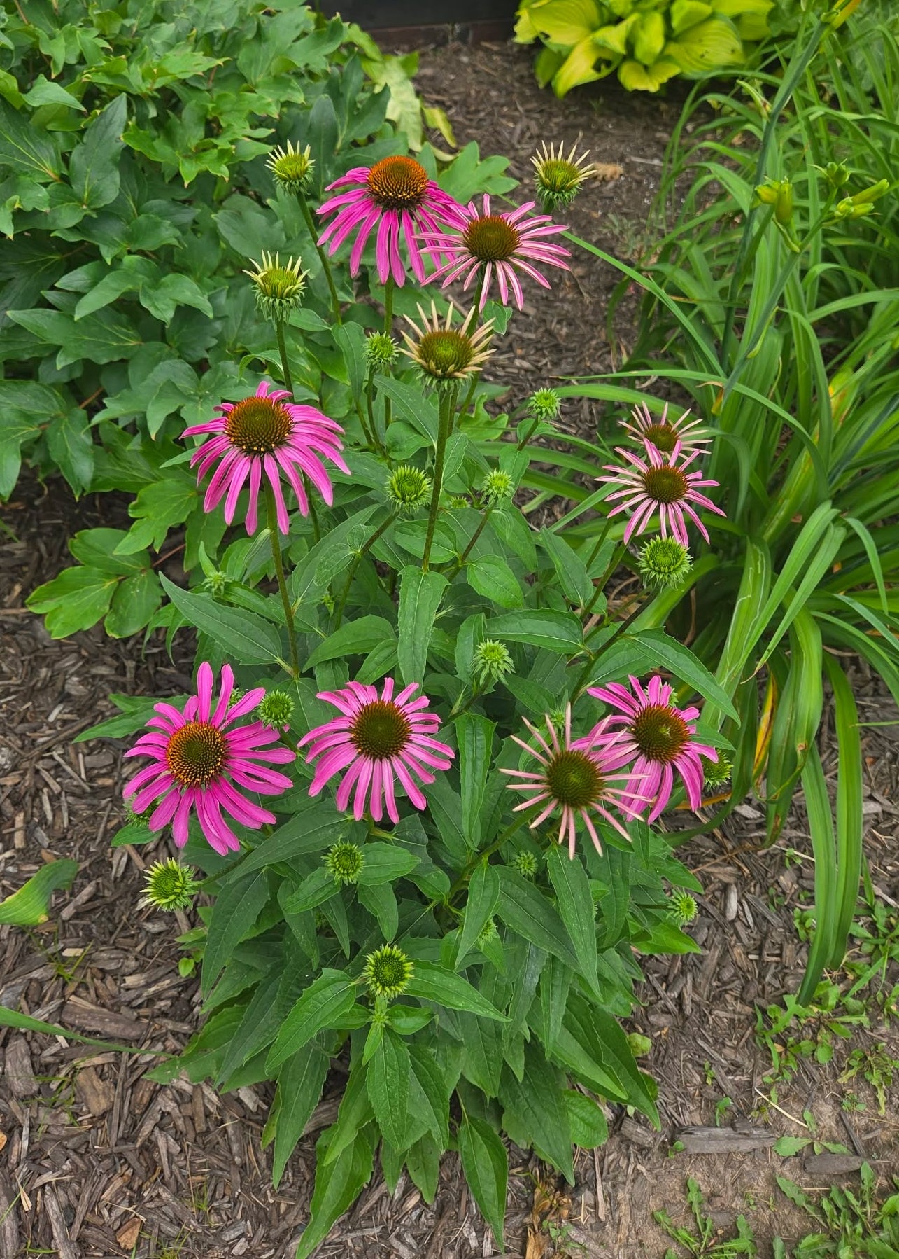 Magnus Purple Coneflower