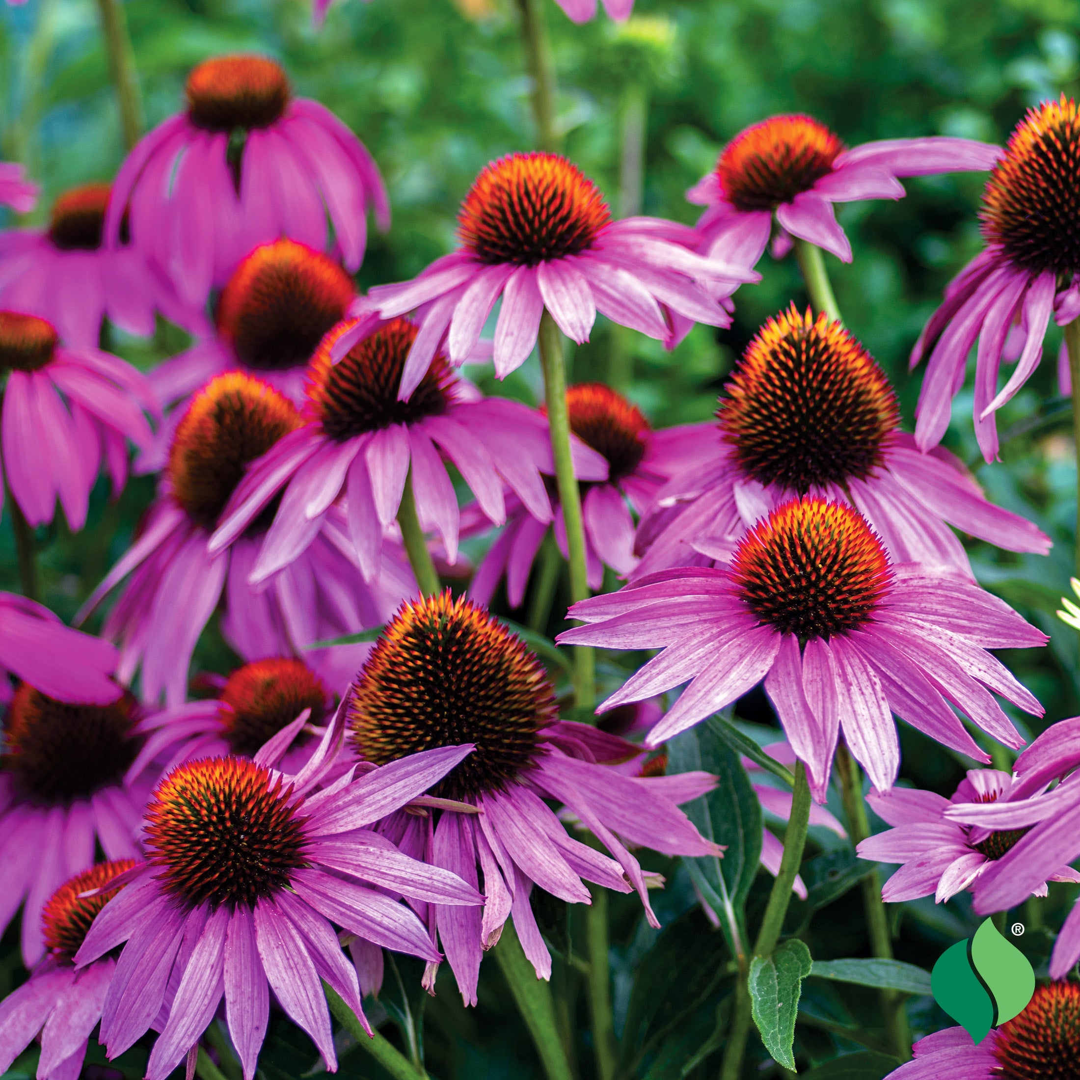 Magnus Purple Coneflower