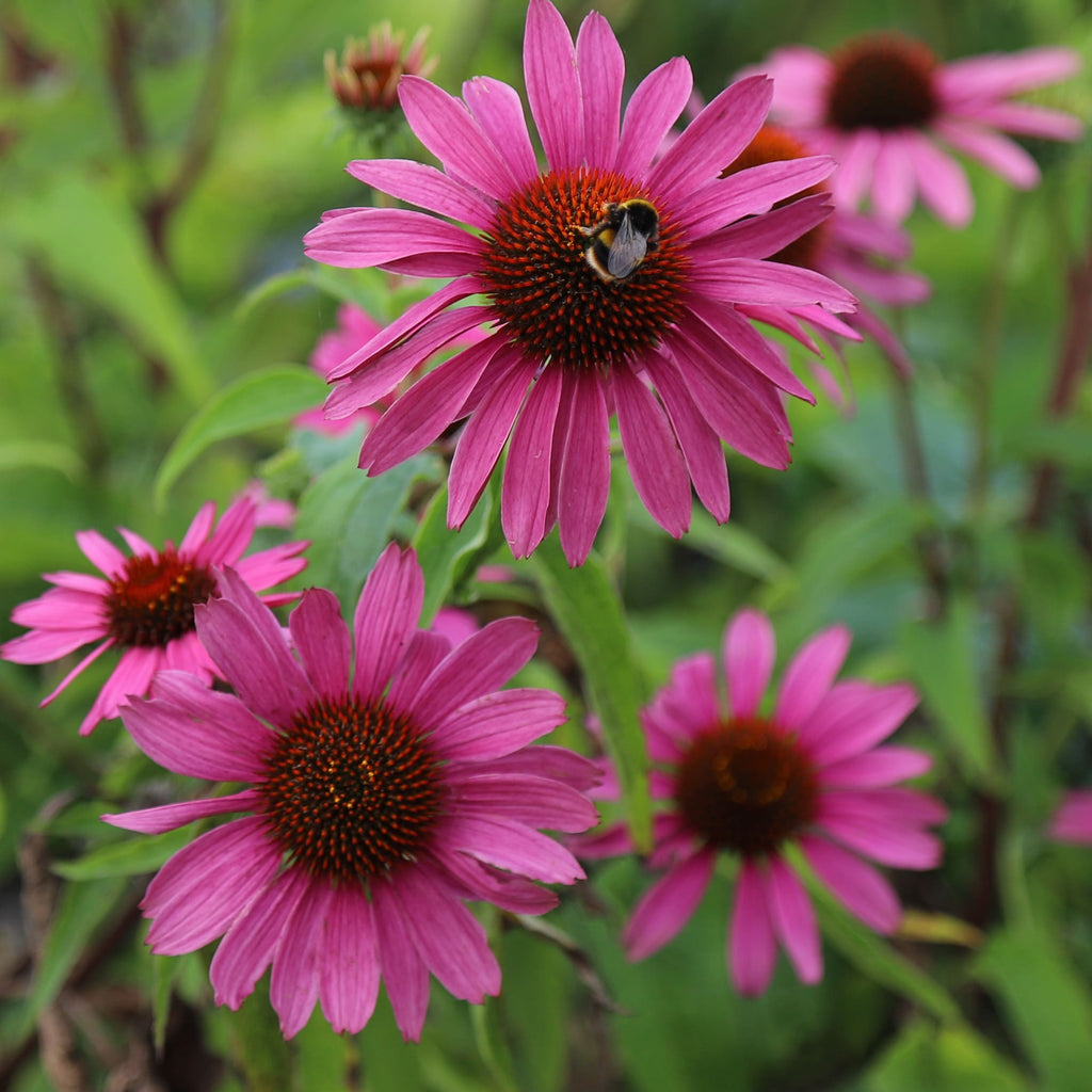 Magnus Purple Coneflower
