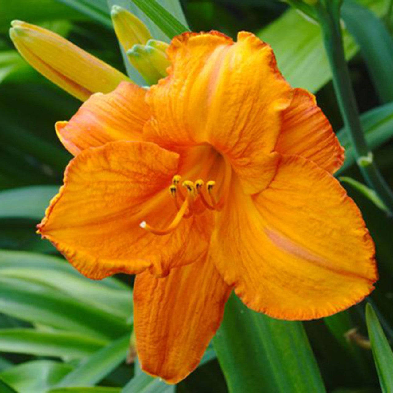 Tropical Daylily Collection