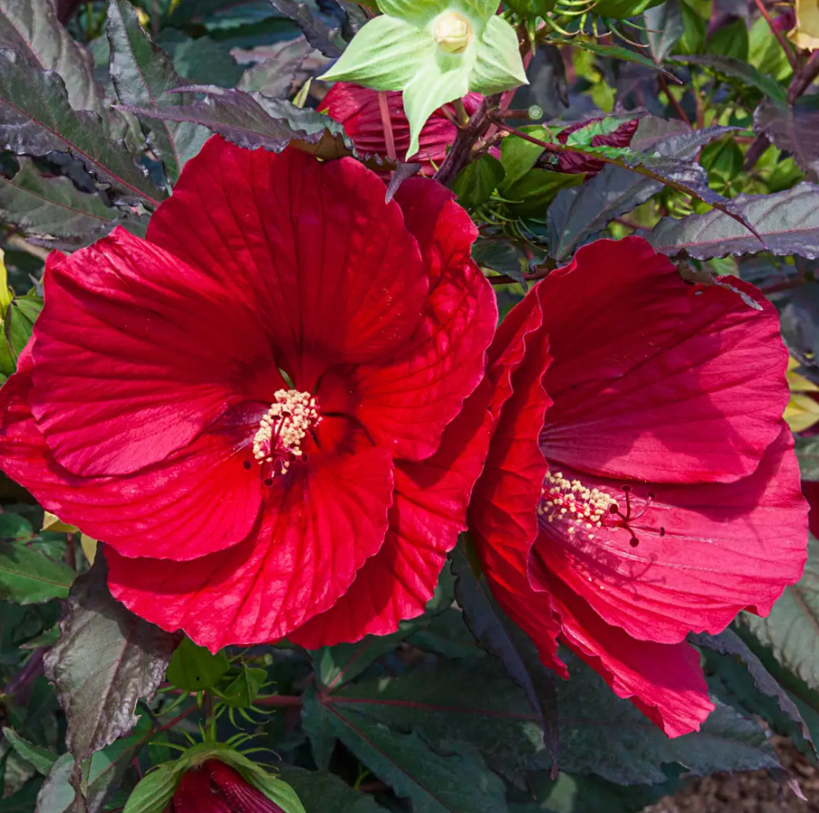 Midnight Marvel Hardy Hibiscus