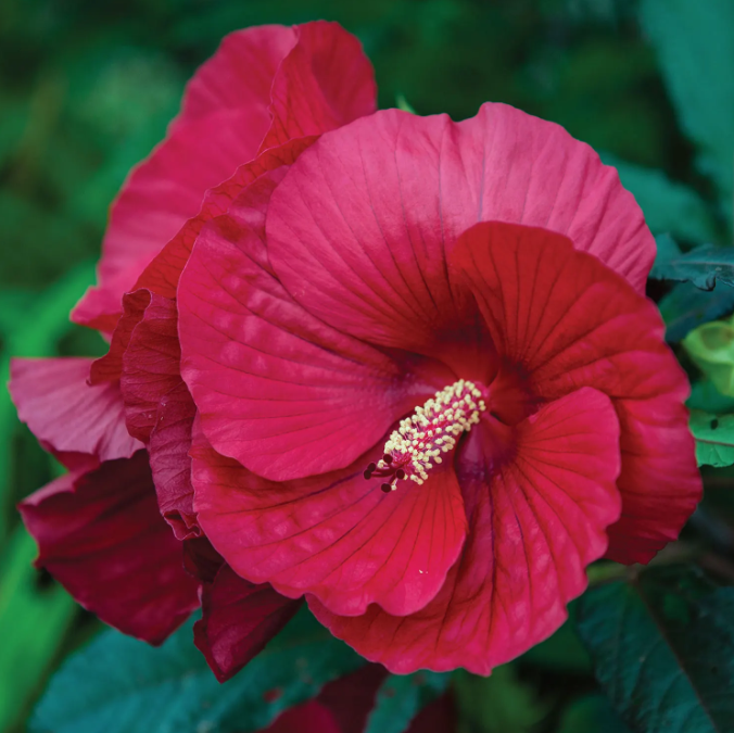 Midnight Marvel Hardy Hibiscus