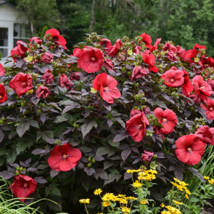 Midnight Marvel Hardy Hibiscus