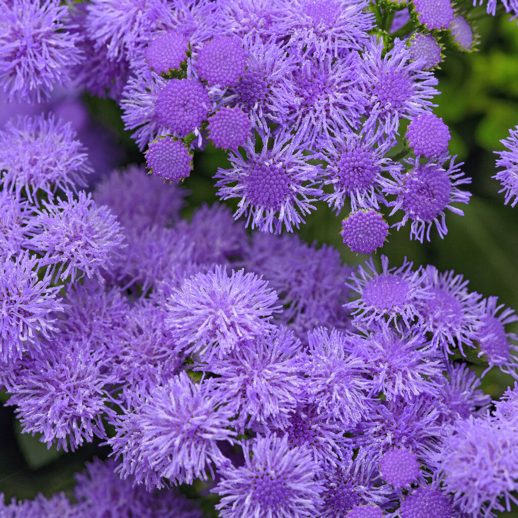 Monarch Magic Ageratum Hanging Basket