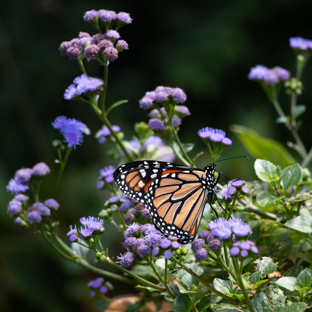 Monarch Magic Ageratum Hanging Basket