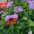 Monarch Magic Ageratum Hanging Basket