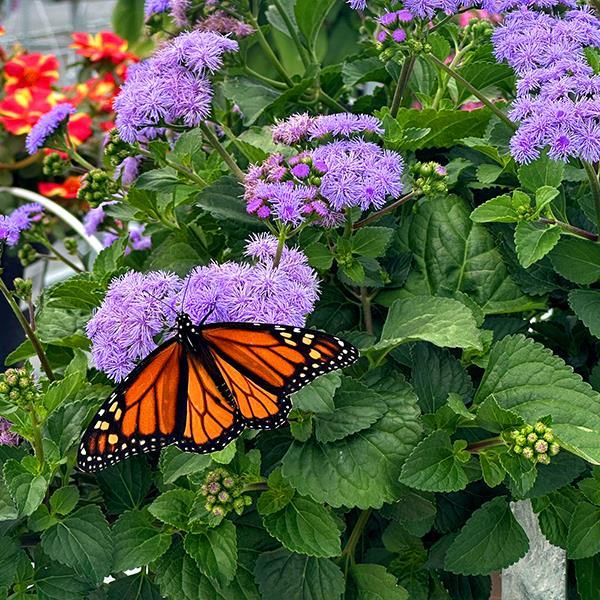 Monarch Magic Ageratum Hanging Basket