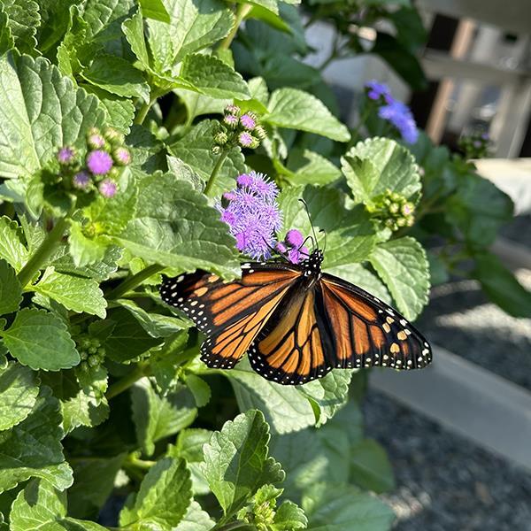 Monarch Magic Ageratum Hanging Basket