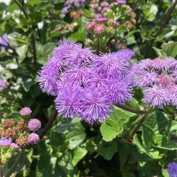 Monarch Magic Ageratum Hanging Basket