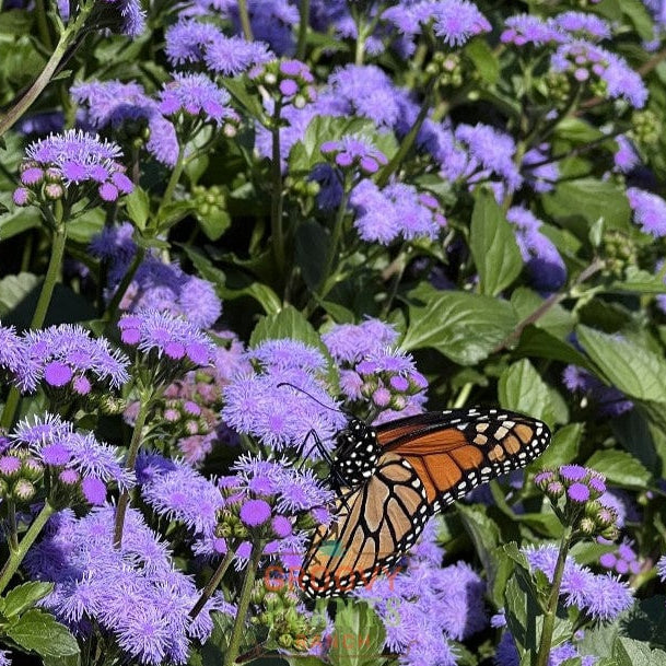 Monarch Magic Ageratum Hanging Basket