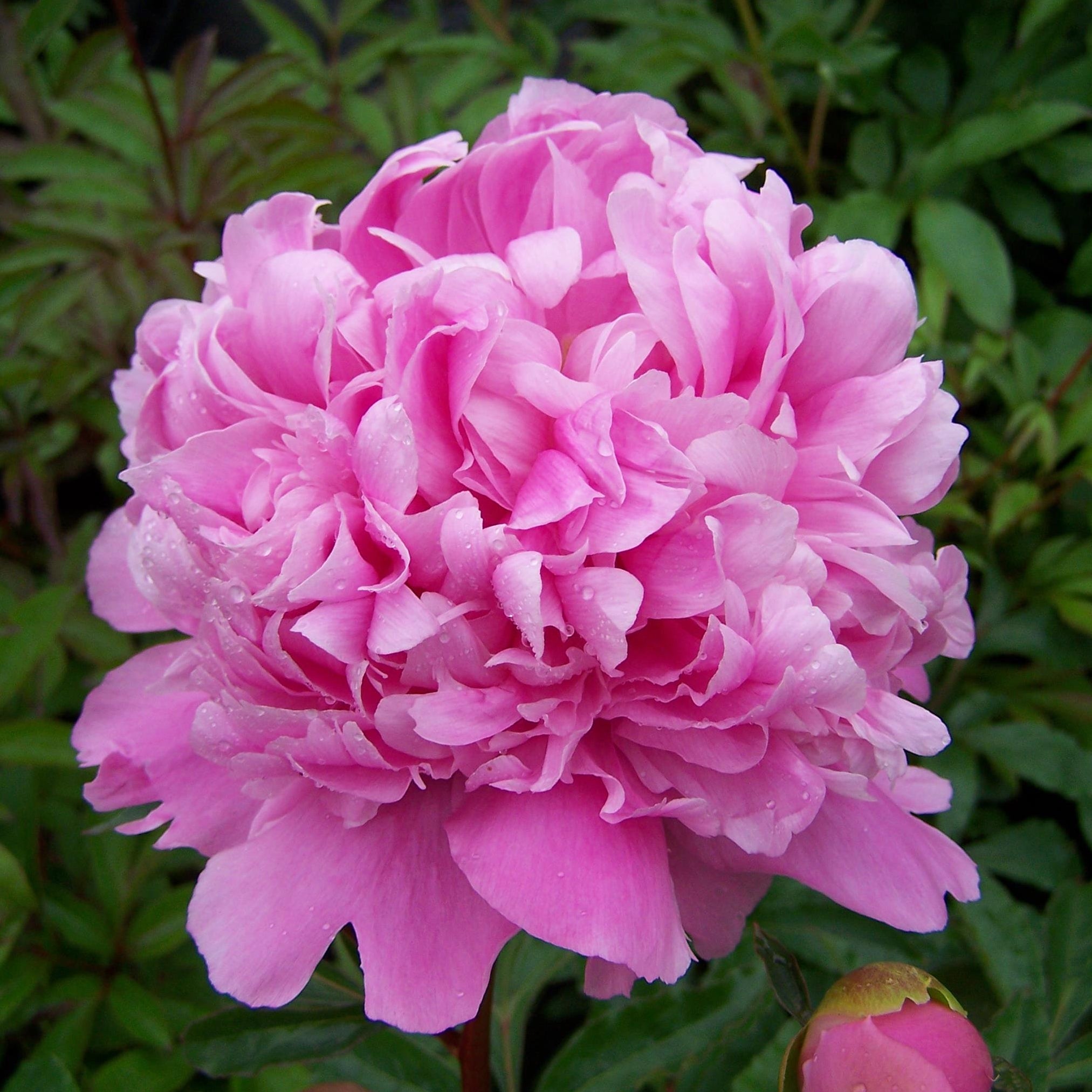 Romance Peony Collection