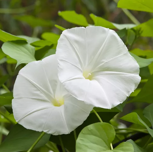Moon Flower Morning Glory Vine