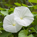 Moon Flower Morning Glory Vine