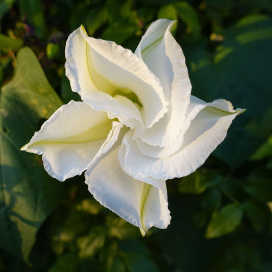 Moon Flower Morning Glory Vine