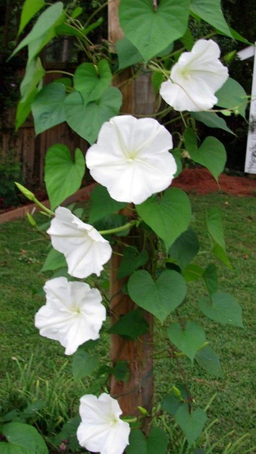 Moon Flower Morning Glory Vine