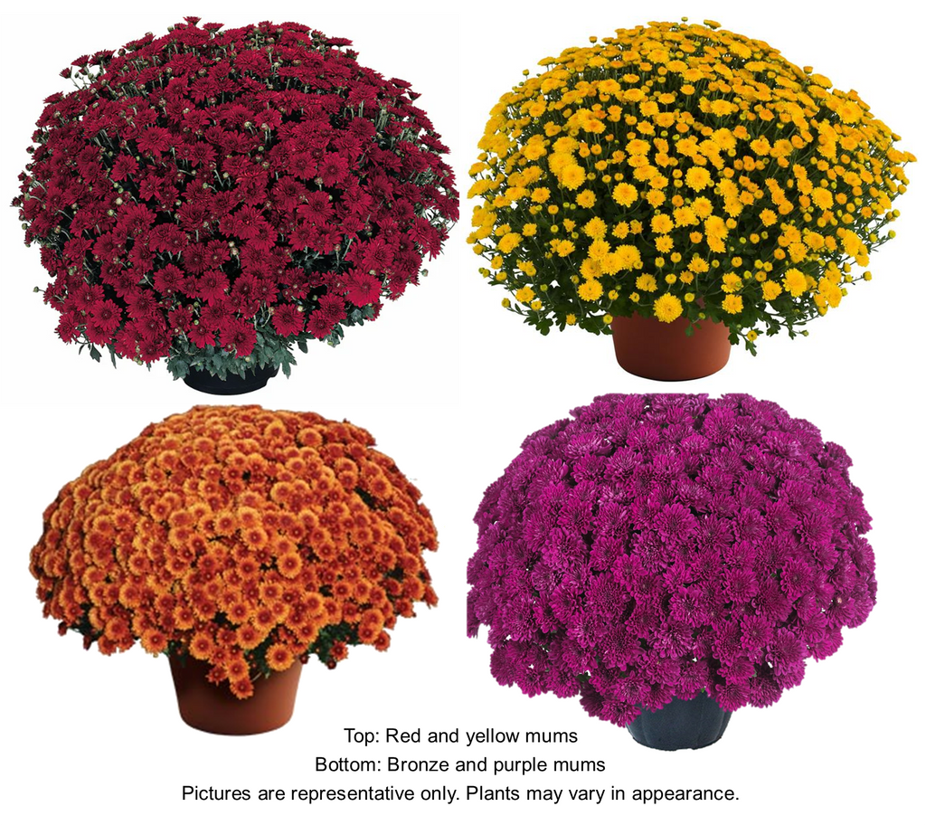 Monster Mums