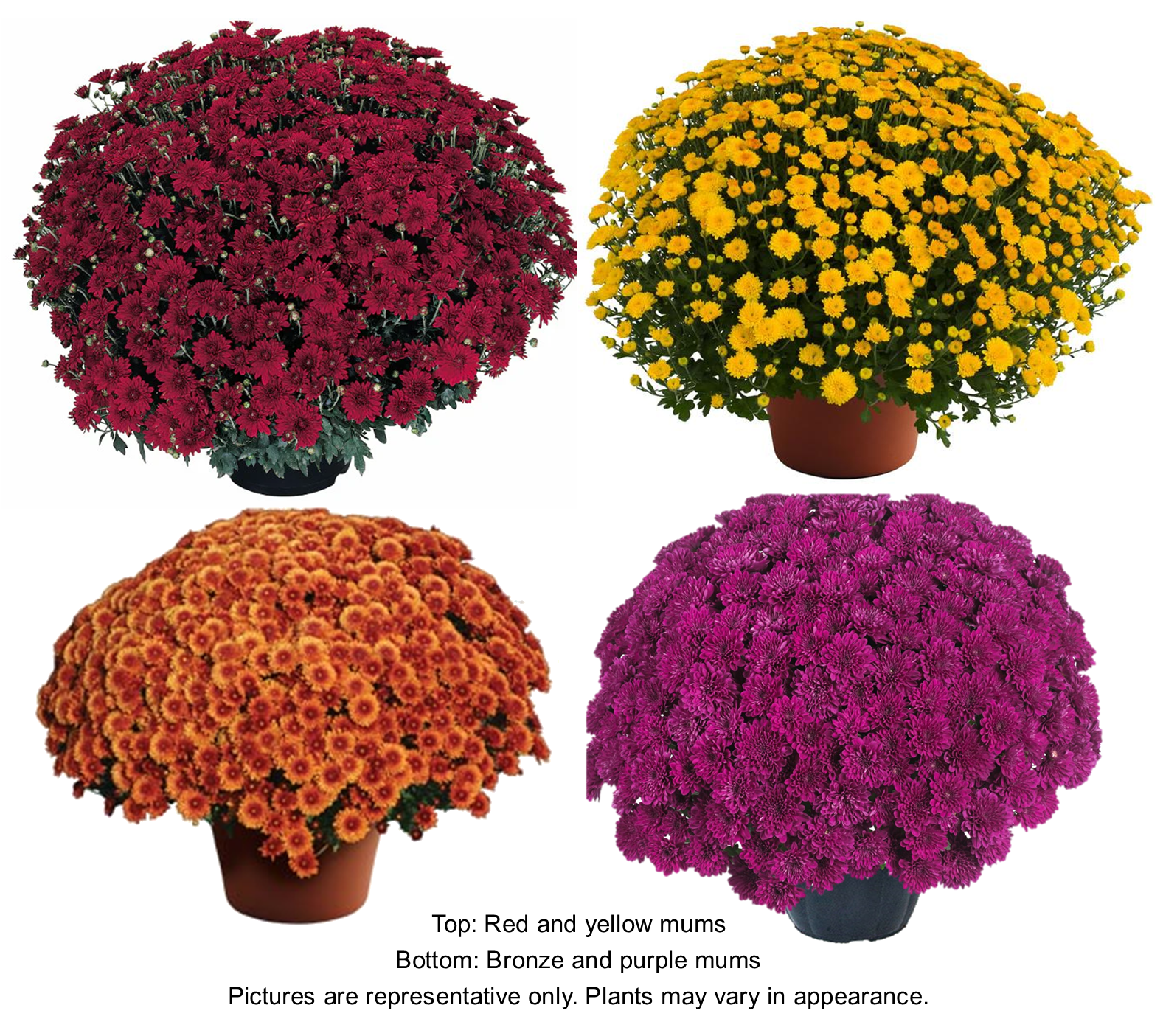 Monster Mums