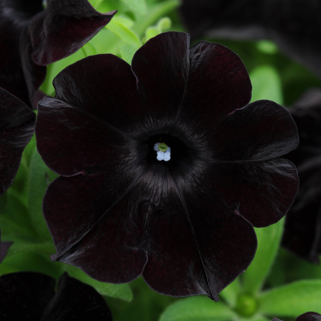 Black Magic Slingshot™ Petunia