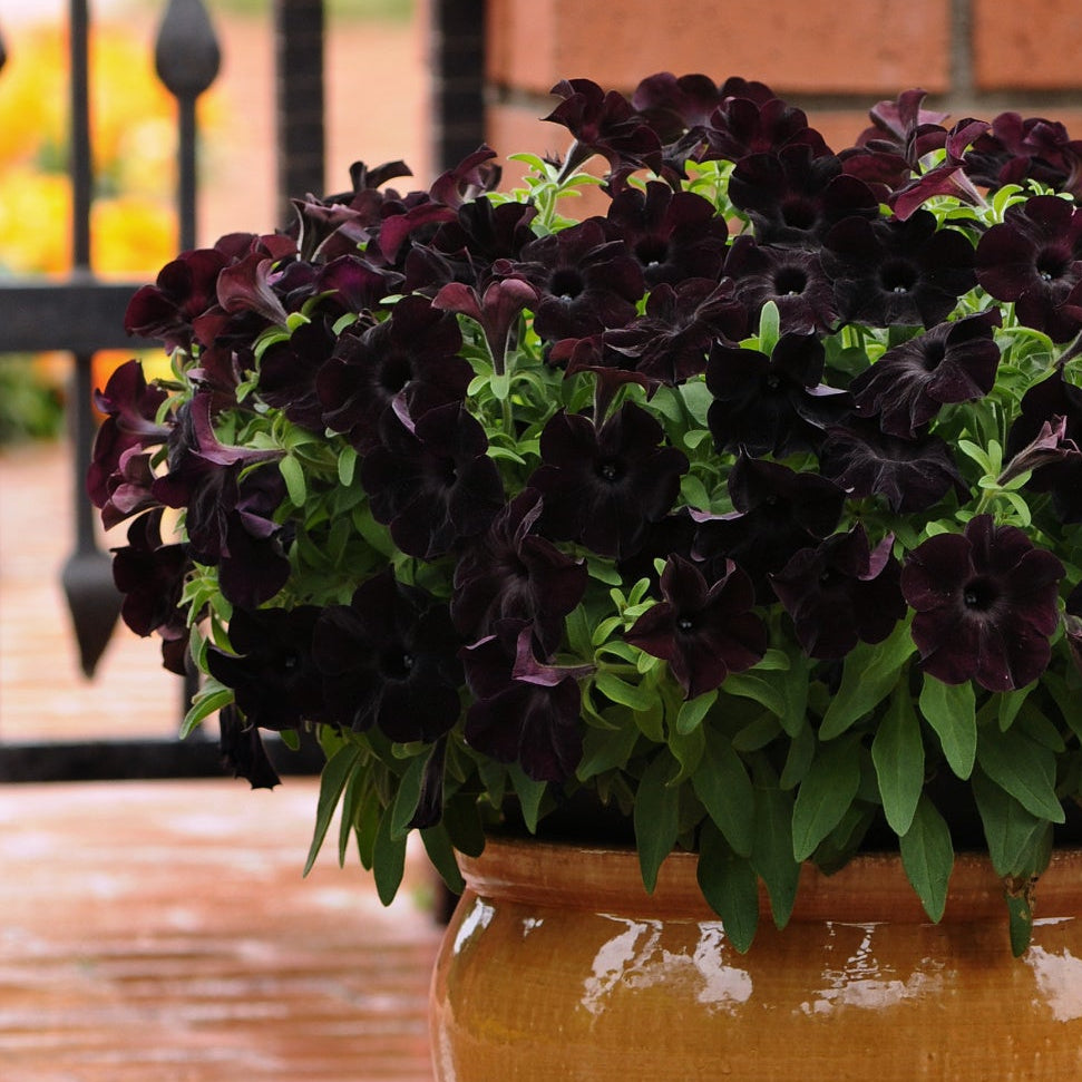 Black Magic Slingshot™ Petunia