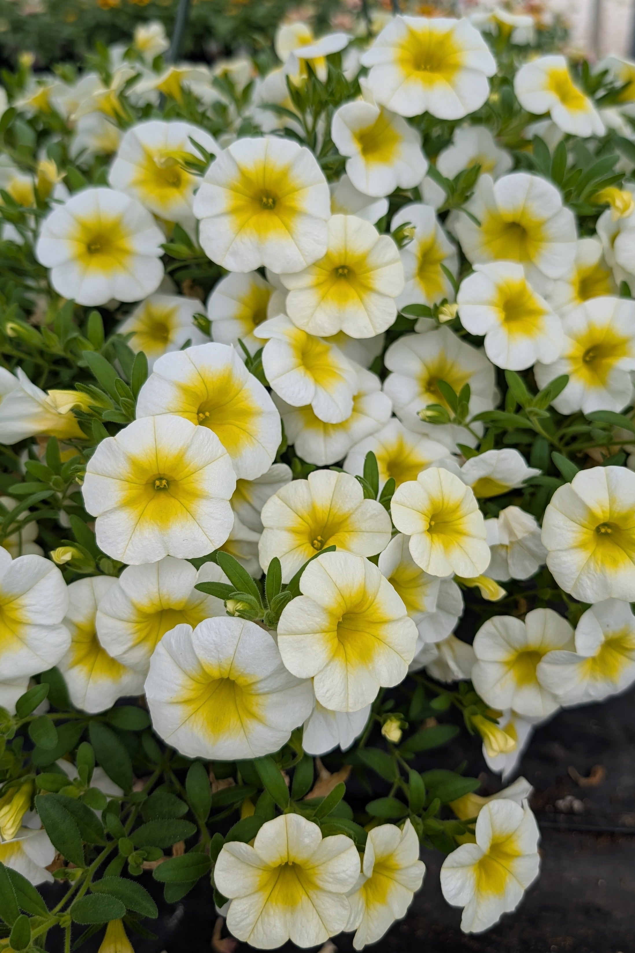 Shooting Star Mother's Day Hanging Basket