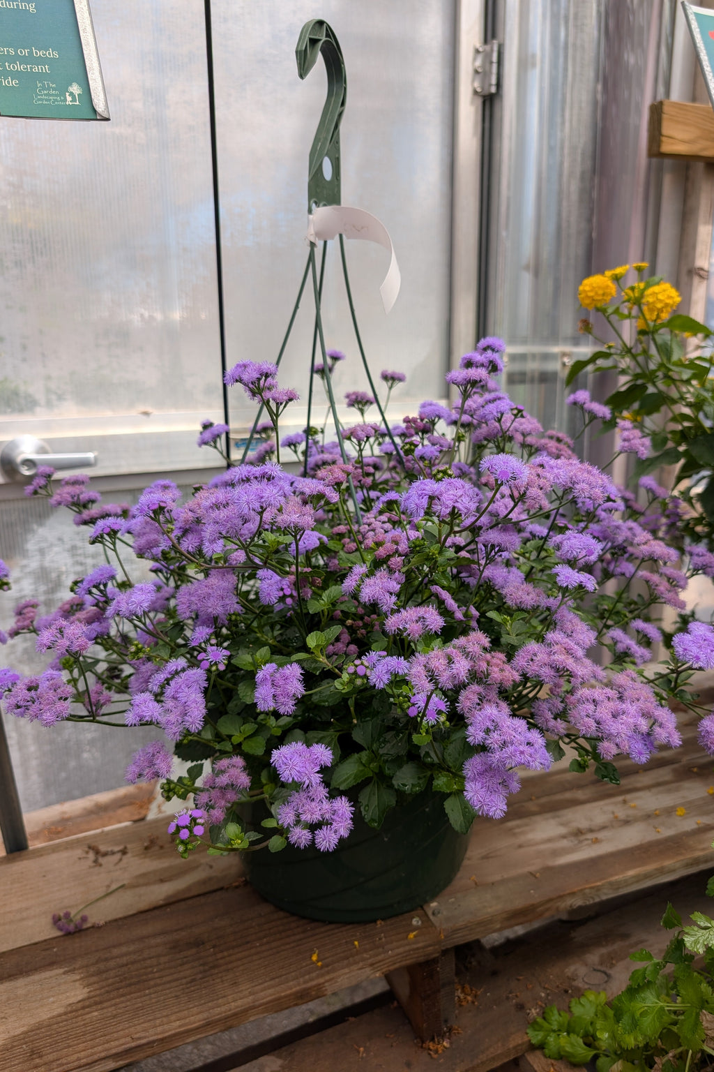 Monarch Magic Ageratum Hanging Basket