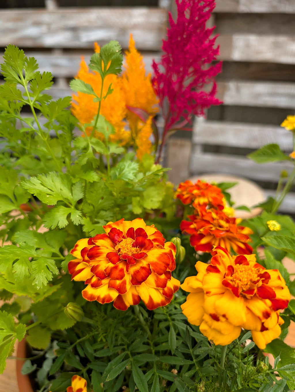 Pollinator Pot